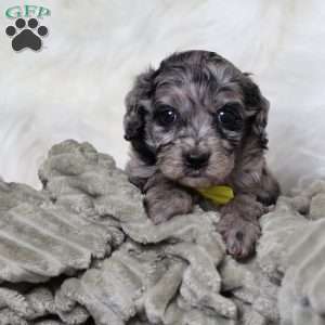 Ringo, Cavapoo Puppy